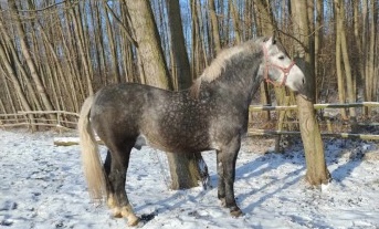 Sprzedam konia iturek 2